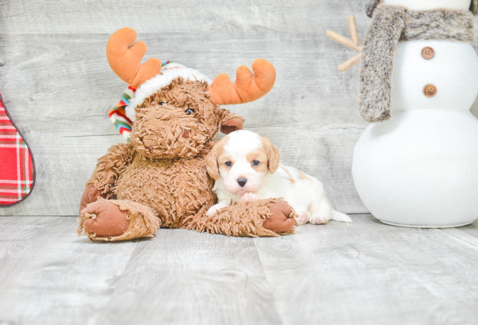 Best Cavachon Baby