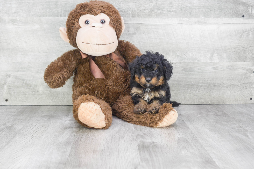 Energetic Mini Berniedoodle Poodle Mix Puppy