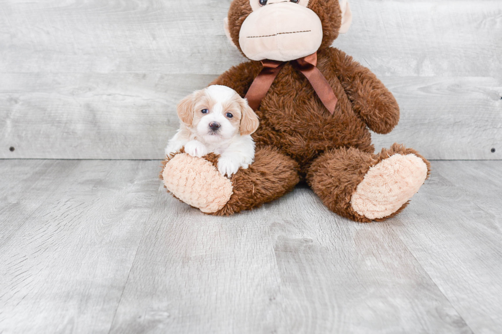 Best Maltipoo Baby