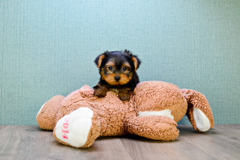 Meet Trigger - our Yorkshire Terrier Puppy Photo 