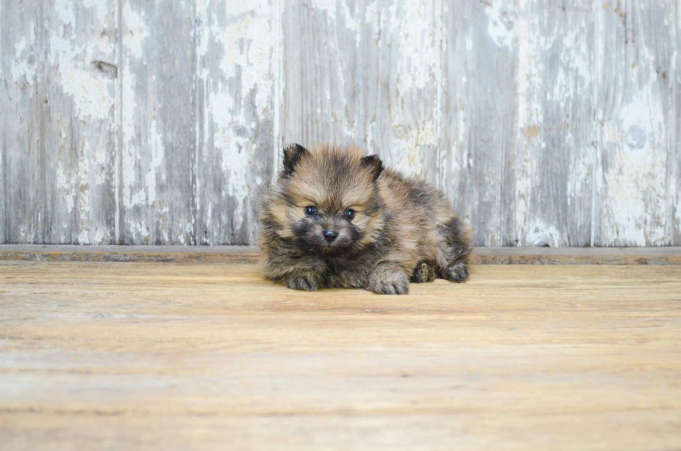 Akc Registered Pomeranian Baby