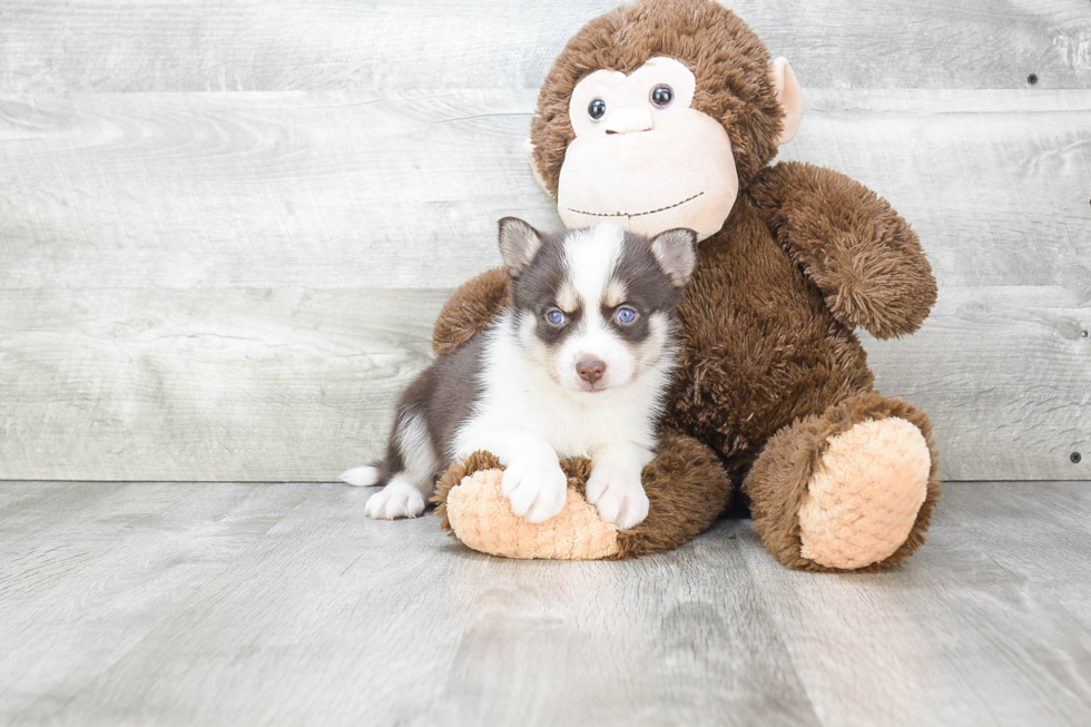 Pomsky Puppy for Adoption