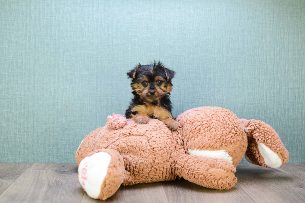 Meet Steph - our Yorkshire Terrier Puppy Photo 