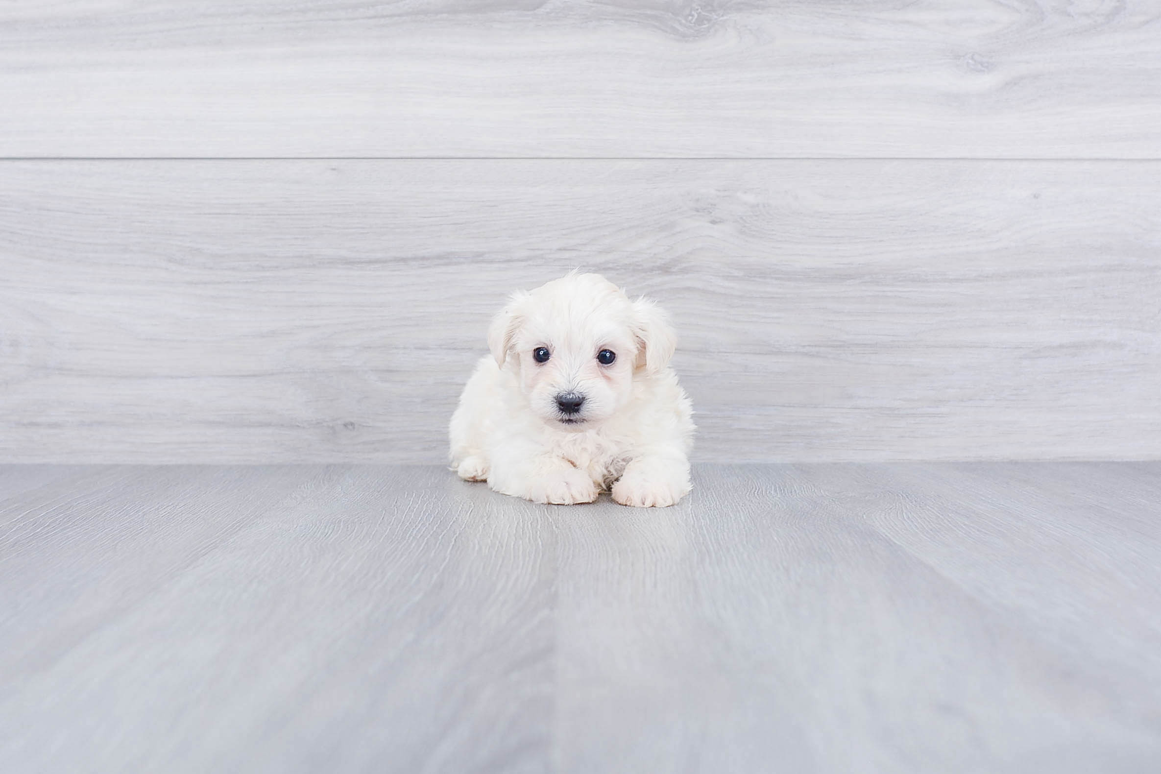 Maltipoo Pup Being Cute