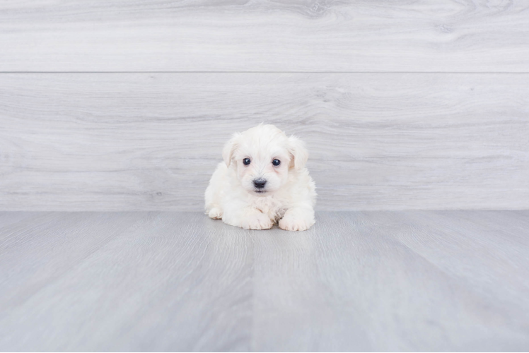 Maltipoo Pup Being Cute