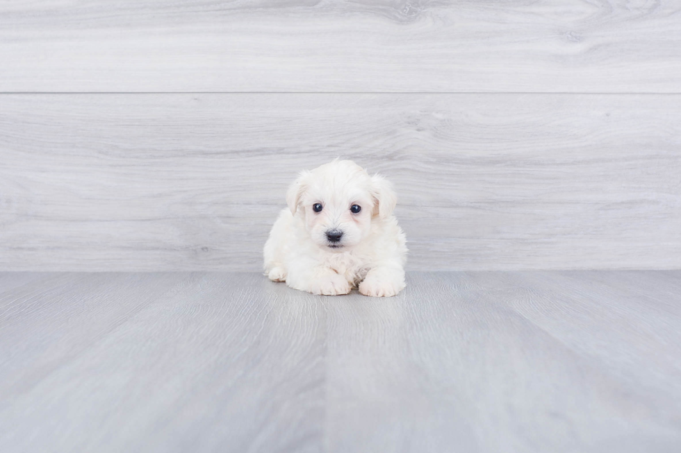 Maltipoo Pup Being Cute
