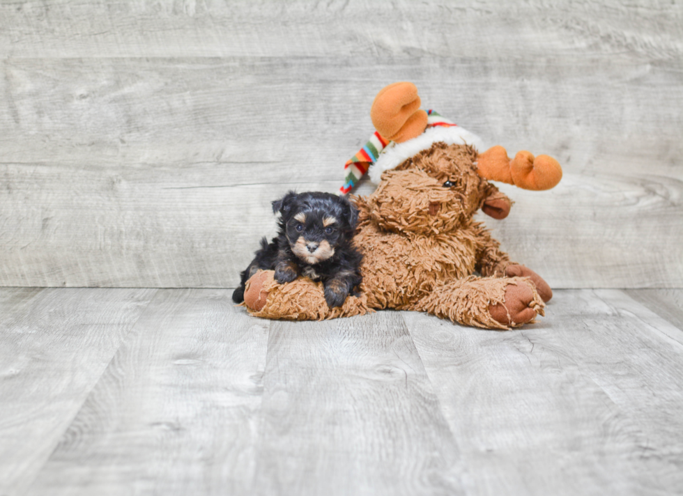 Sweet Maltipoo Baby