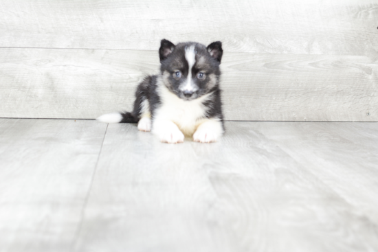 Cute Pomsky Baby