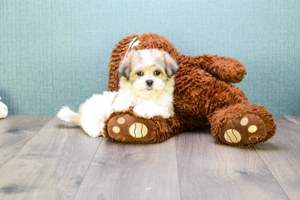 Popular Teddy Bear Designer Pup