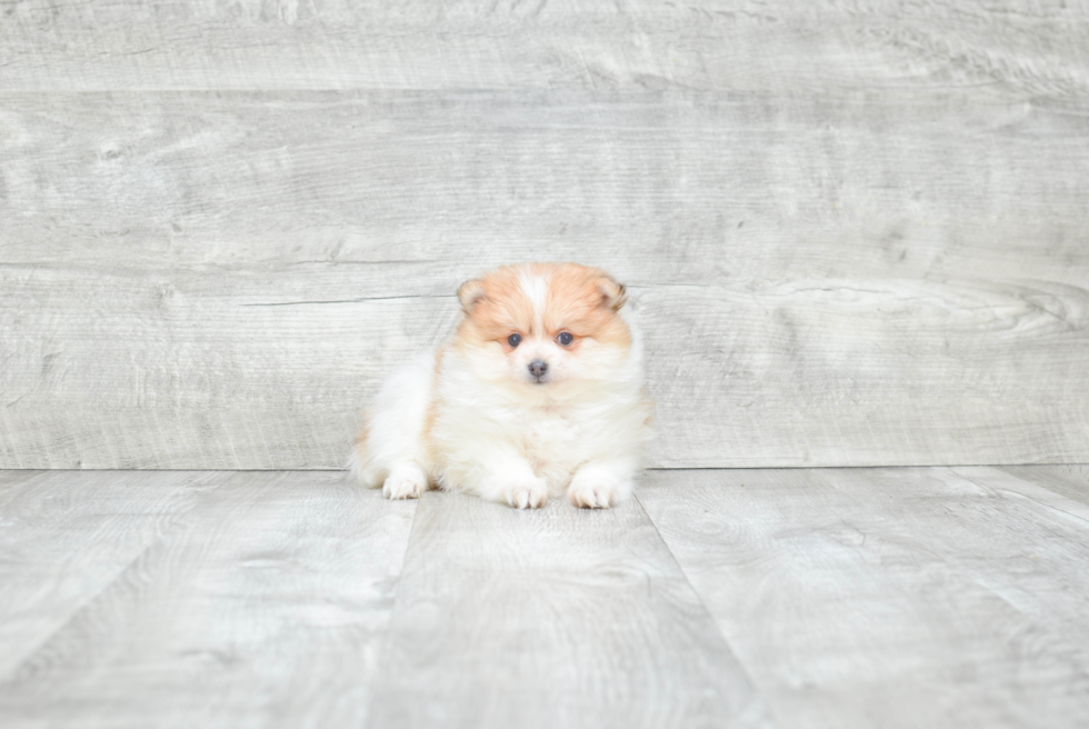 Energetic Pomeranian Purebred Puppy