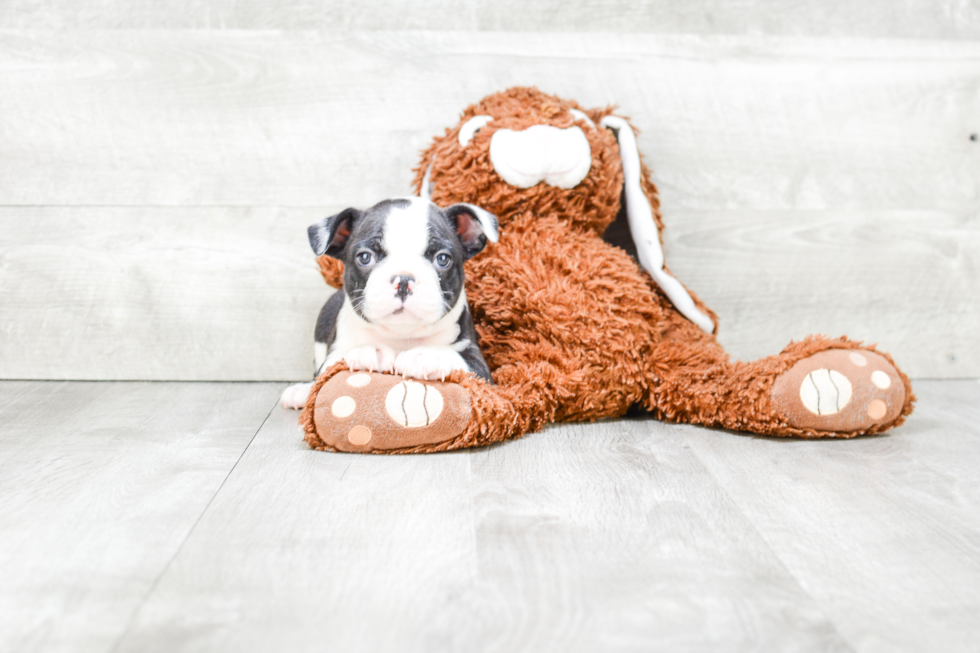 French Bulldog Puppy for Adoption