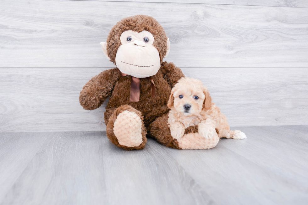 Little Cavoodle Poodle Mix Puppy