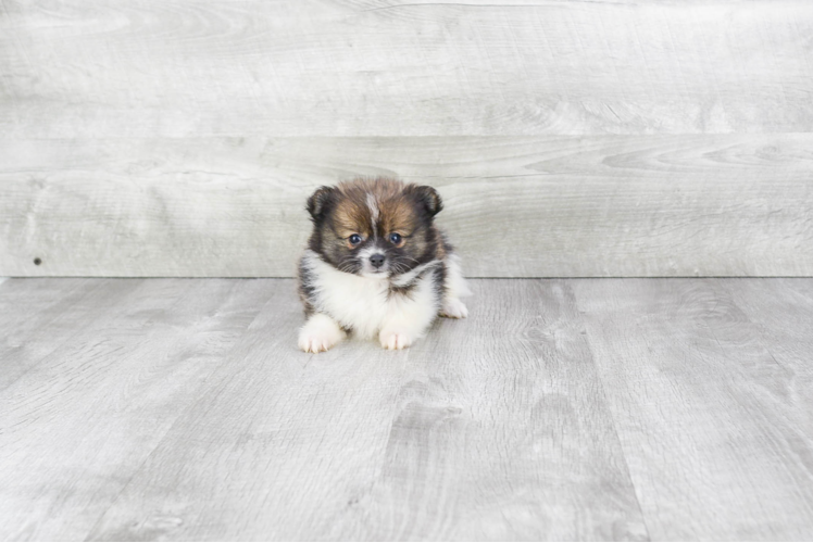 Petite Pomeranian Purebred Puppy