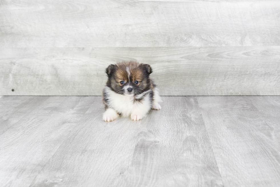 Petite Pomeranian Purebred Puppy