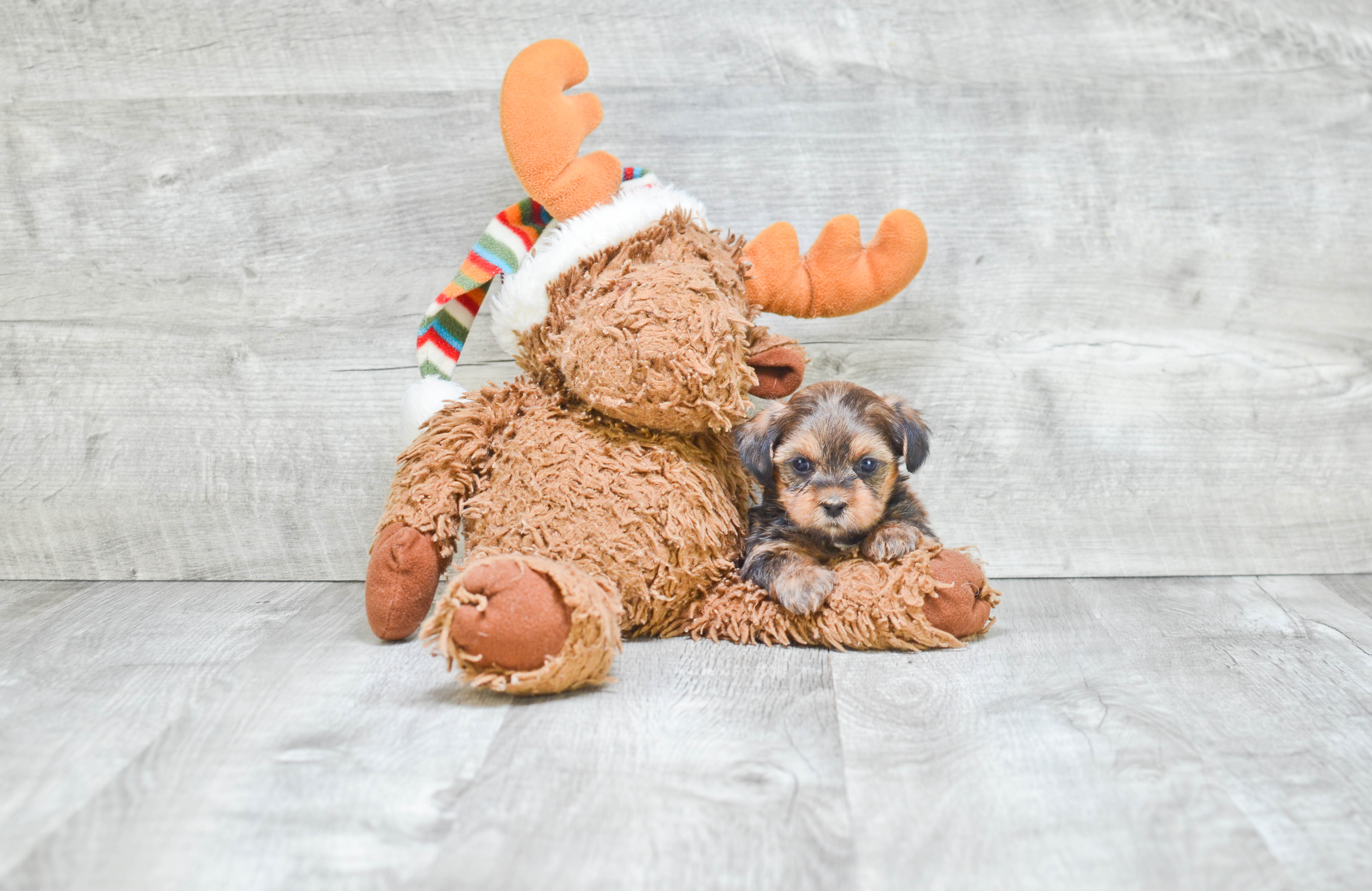 Shorkie Puppy for Adoption