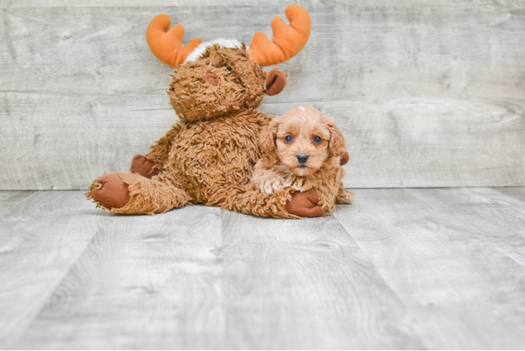 Cavapoo Pup Being Cute