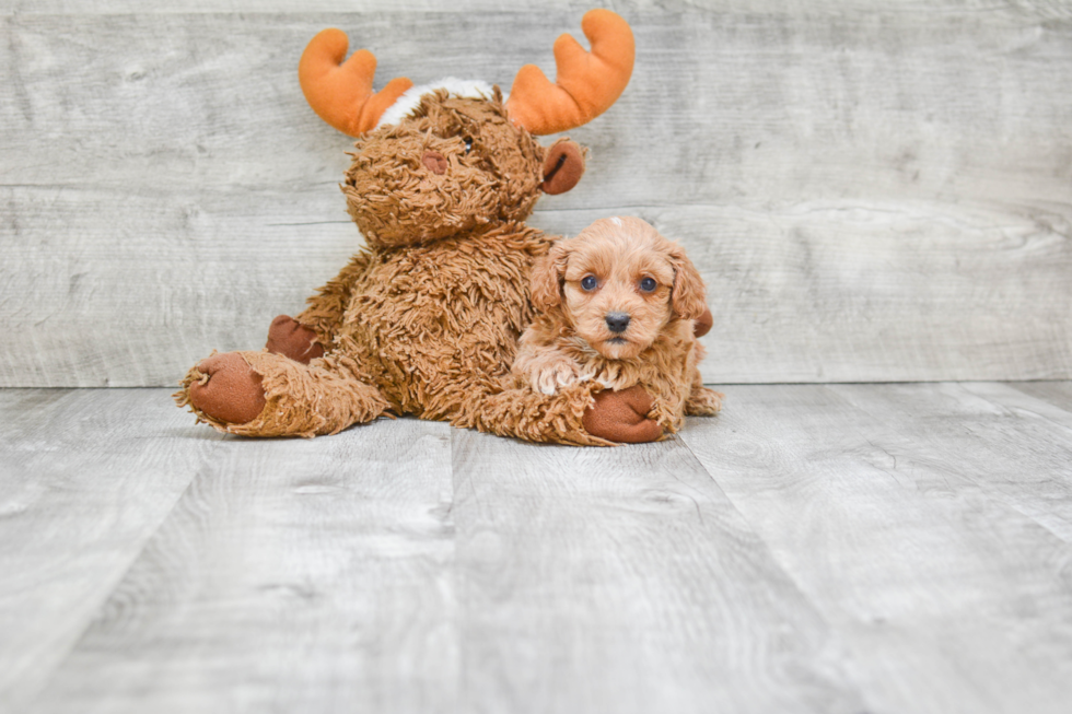 Cavapoo Pup Being Cute