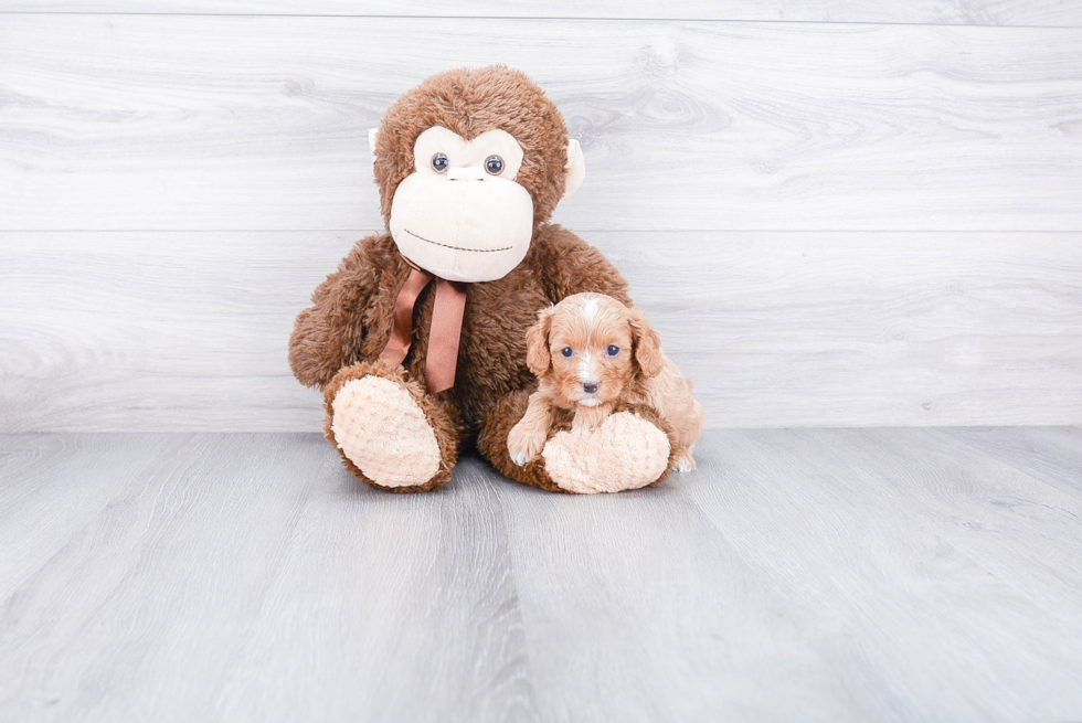 Petite Cavapoo Poodle Mix Pup