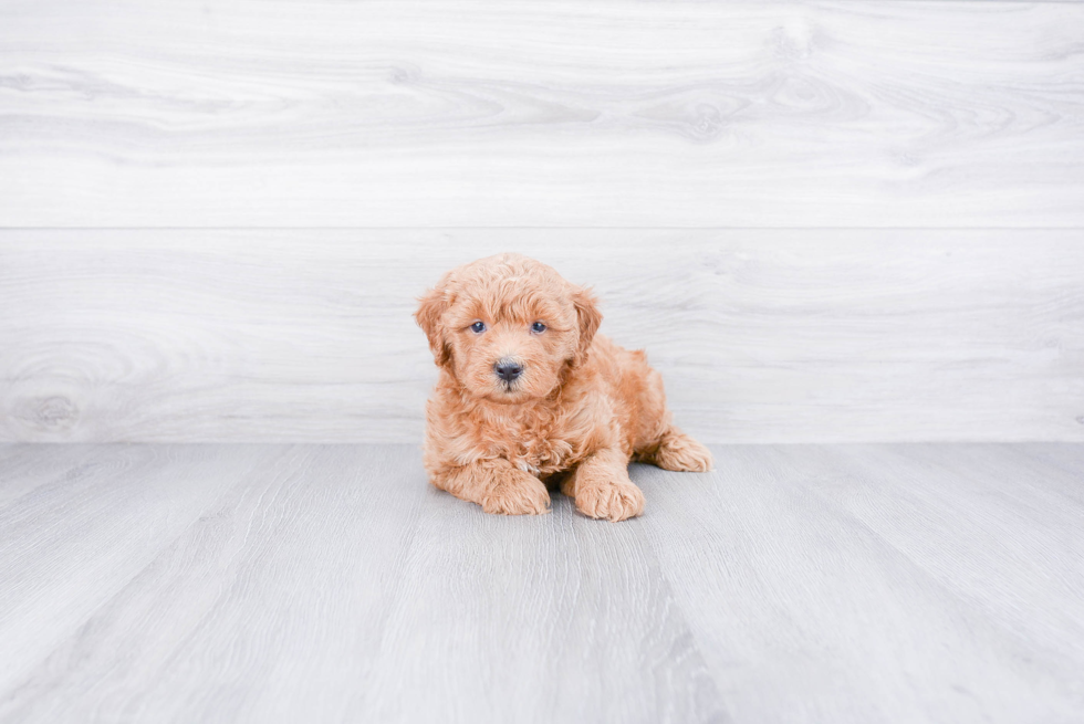 Mini Goldendoodle Pup Being Cute