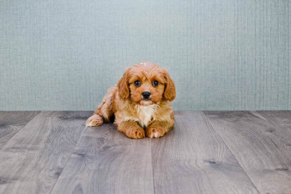 Small Cavapoo Baby