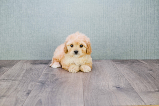 Cavachon Puppy for Adoption