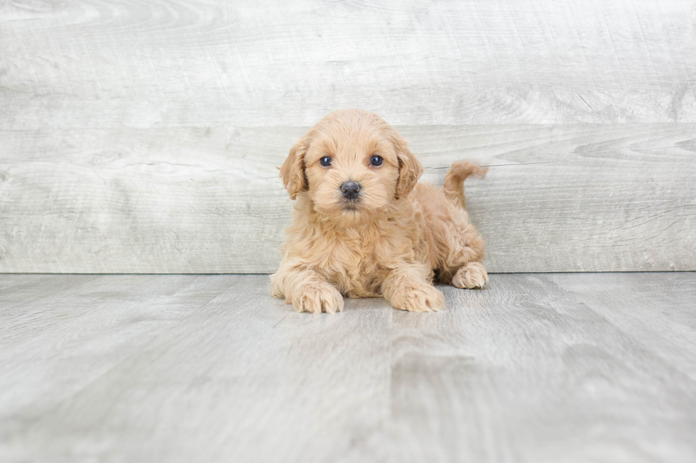 Cavapoo Pup Being Cute