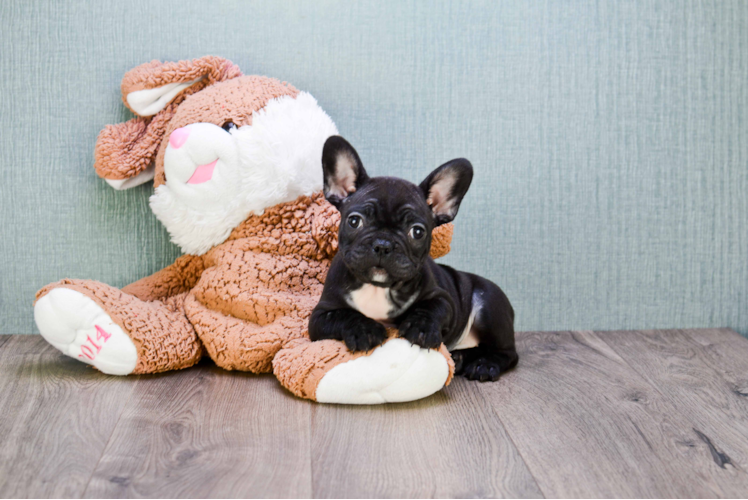 French Bulldog Pup Being Cute