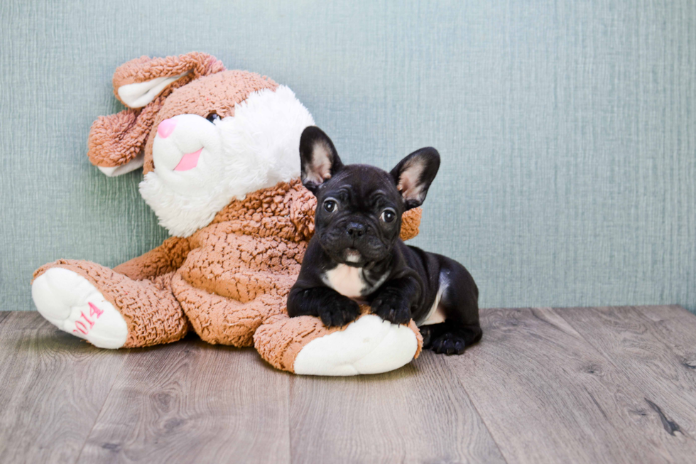 French Bulldog Pup Being Cute