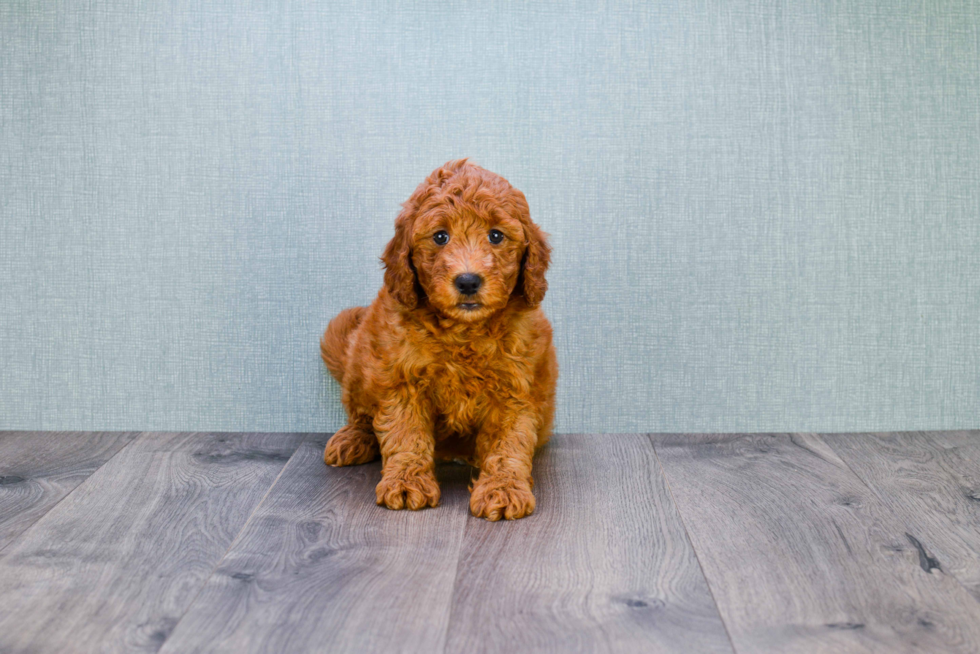 Energetic Golden Retriever Poodle Mix Puppy