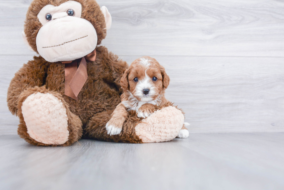 Adorable Cavoodle Poodle Mix Puppy