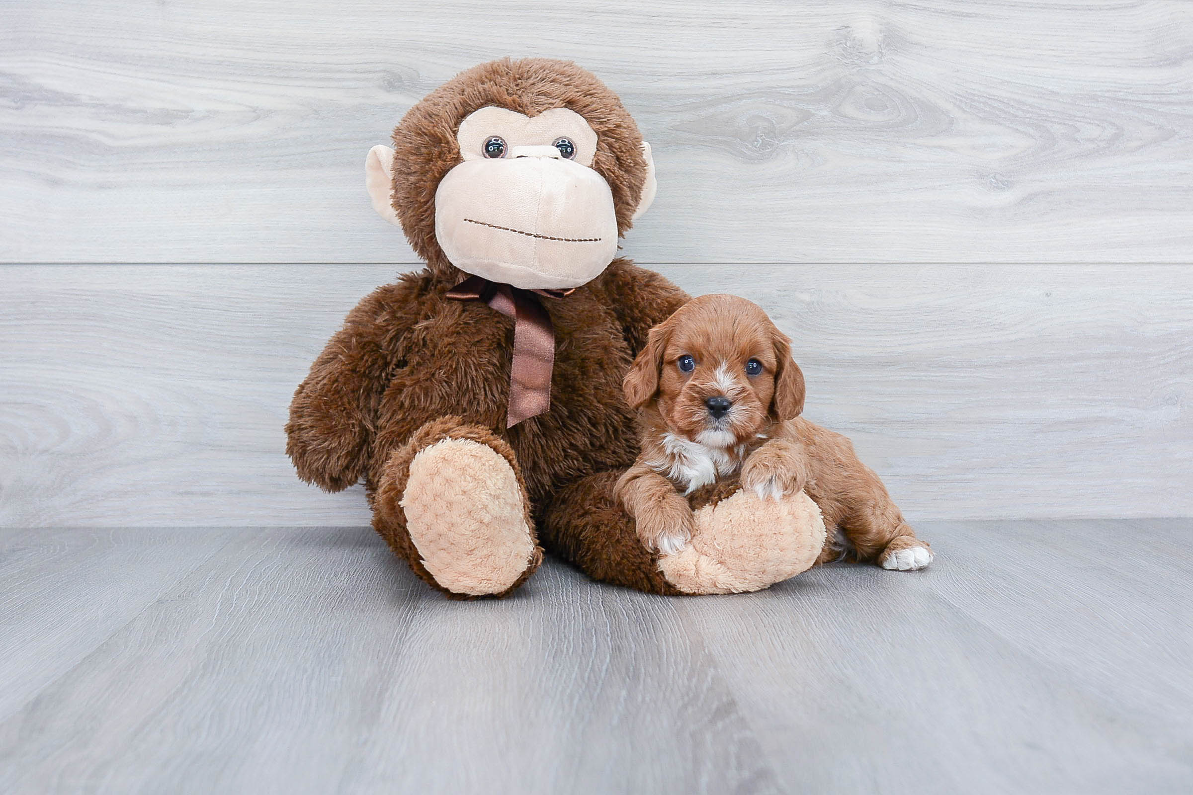 Cavapoo Pup Being Cute