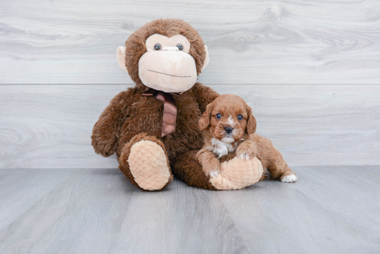 Cavapoo Pup Being Cute