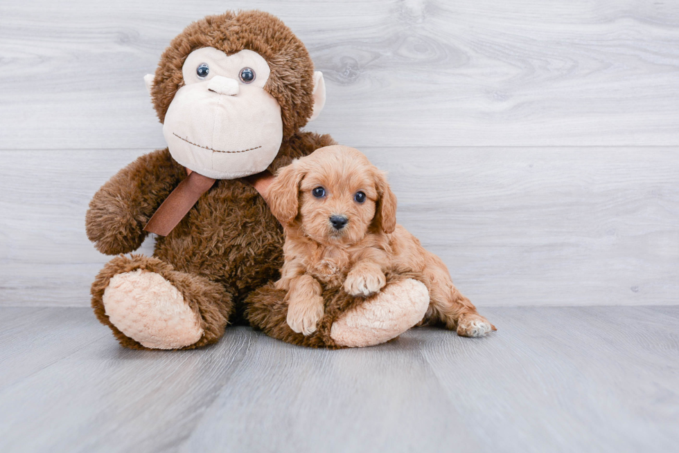 Popular Cavapoo Poodle Mix Pup