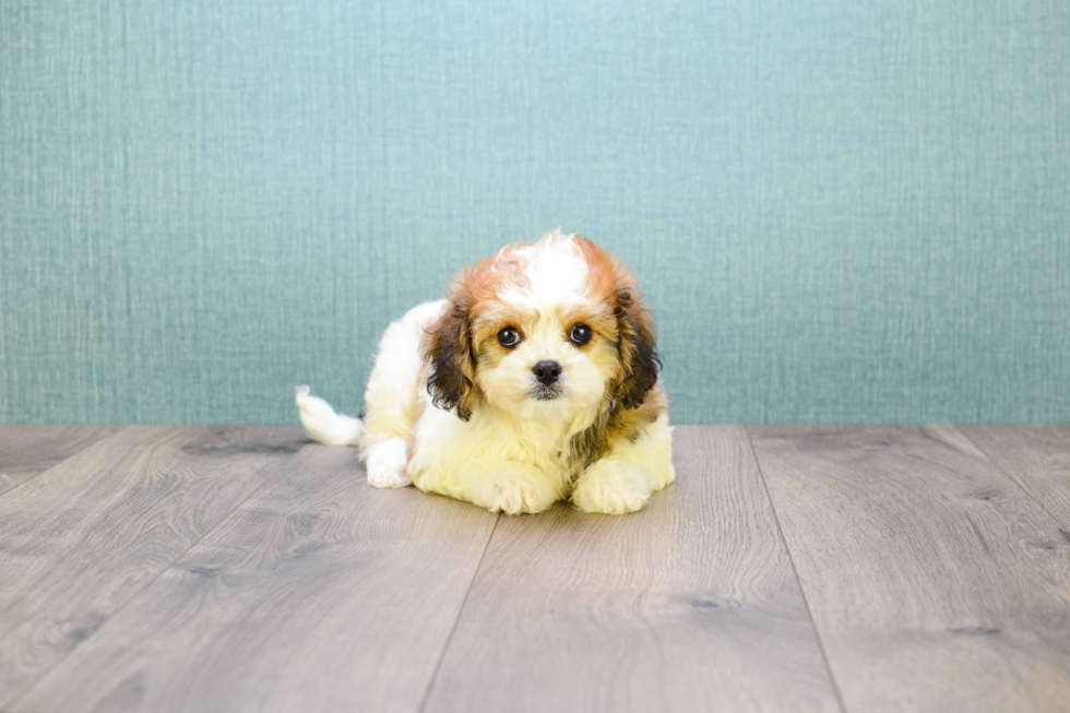 Hypoallergenic Cavalier Designer Puppy