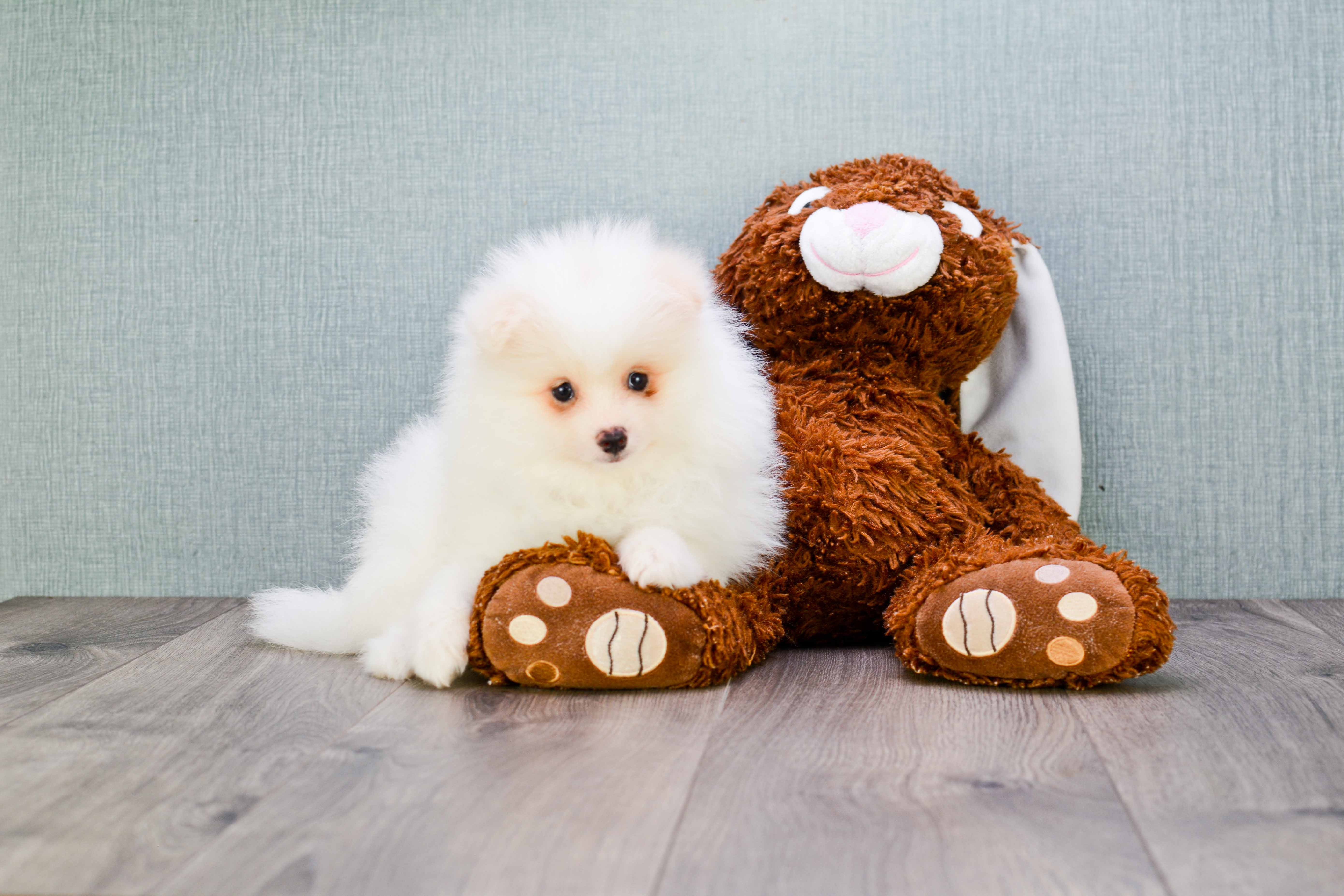 Pomeranian Puppy for Adoption