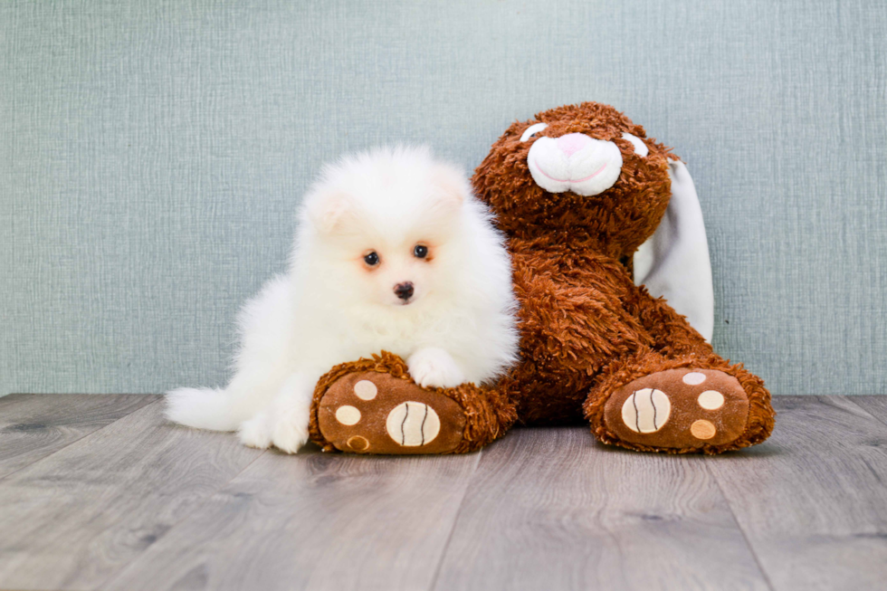 Pomeranian Puppy for Adoption