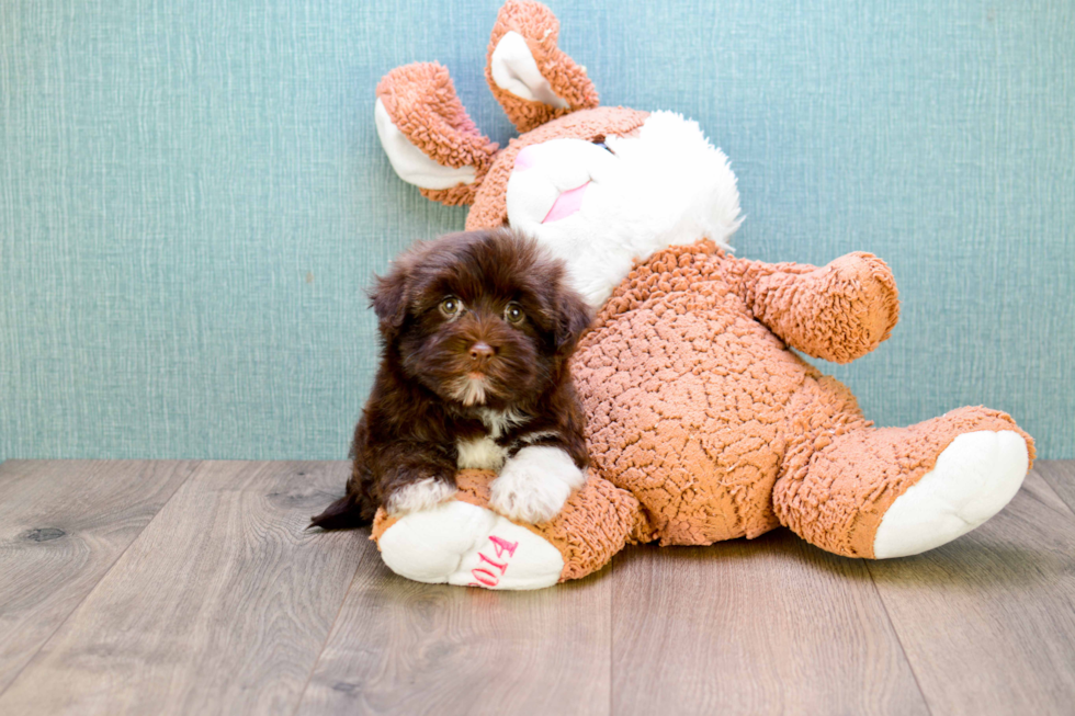 Sweet Havanese Purebred Puppy