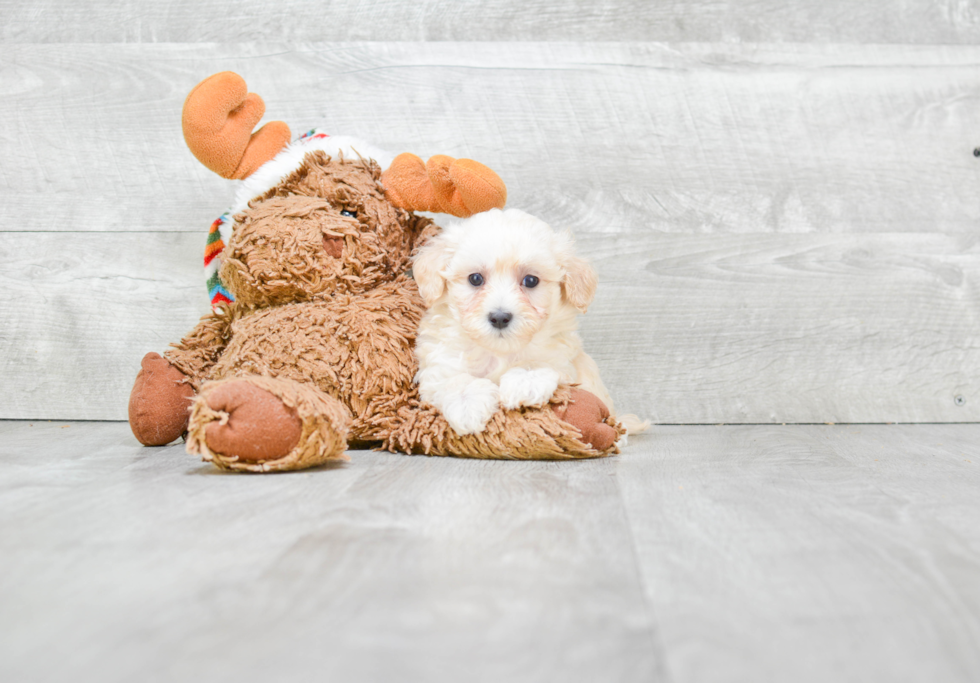 Maltipoo Puppy for Adoption