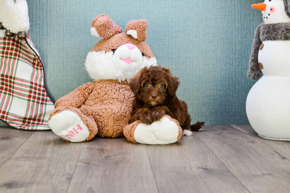 Smart Maltipoo Poodle Mix Pup