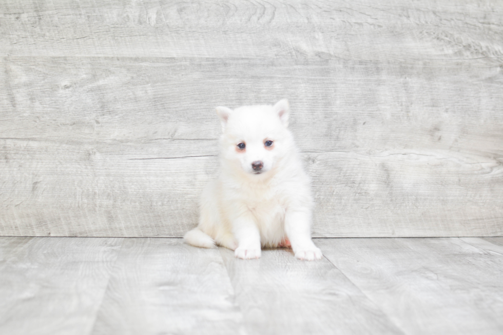 Small Pomsky Baby