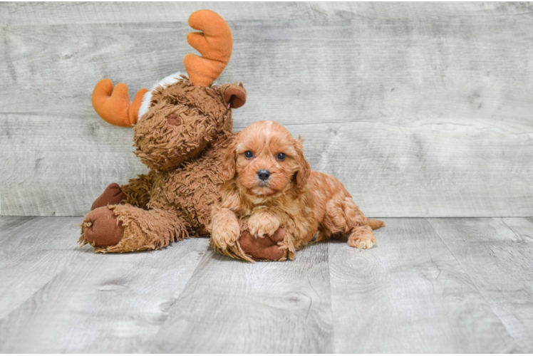 Cavapoo Pup Being Cute