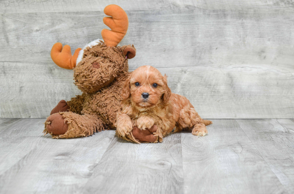 Cavapoo Pup Being Cute