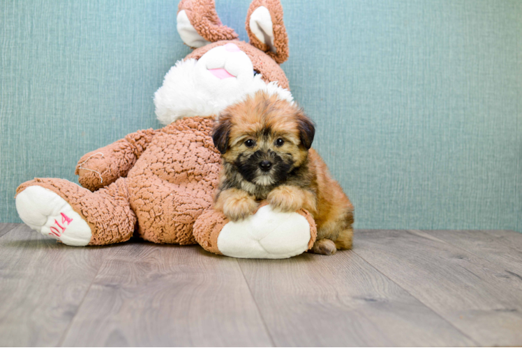 Morkie Pup Being Cute