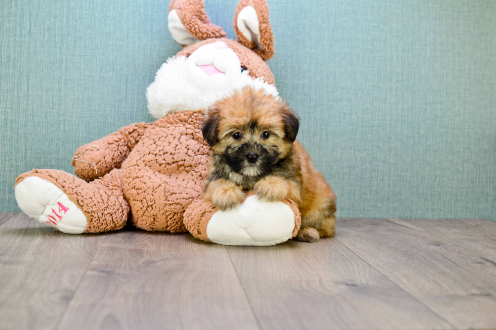 Morkie Pup Being Cute