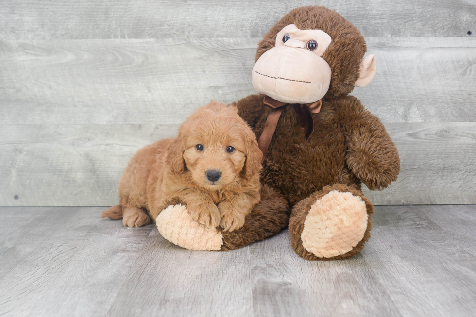 Adorable Golden Retriever Poodle Mix Puppy