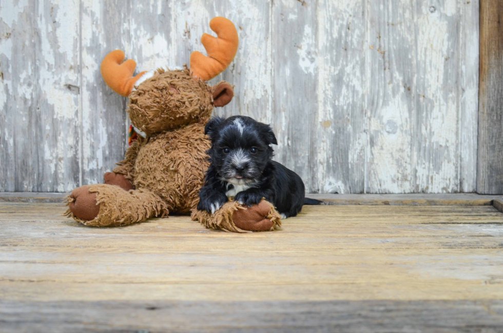 Morkie Pup Being Cute