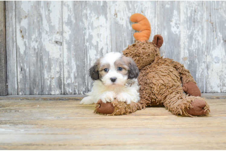 Fluffy Teddy Bear Designer Pup