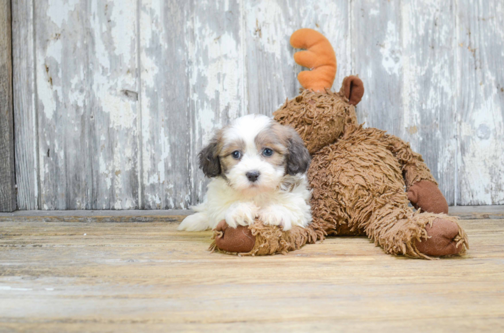 Fluffy Teddy Bear Designer Pup