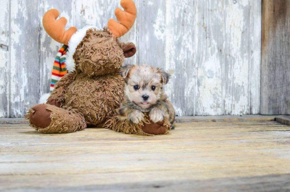 Adorable Yorkie Designer Puppy