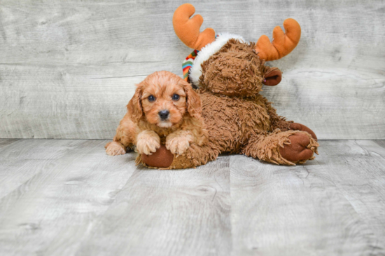 Fluffy Cavapoo Poodle Mix Pup